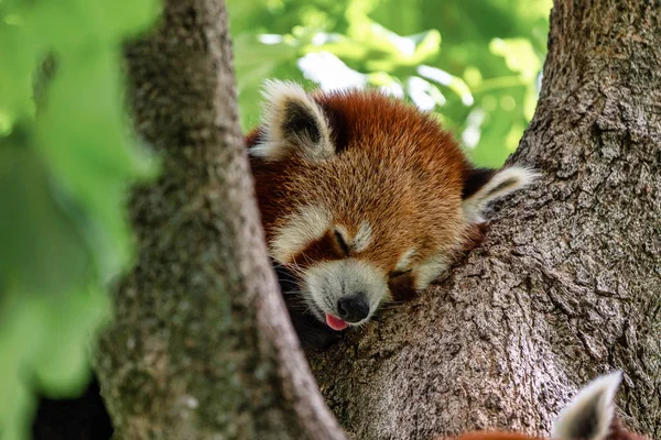 Red panda, Ailurus fulgens, küçük panda olarak da bilinir.