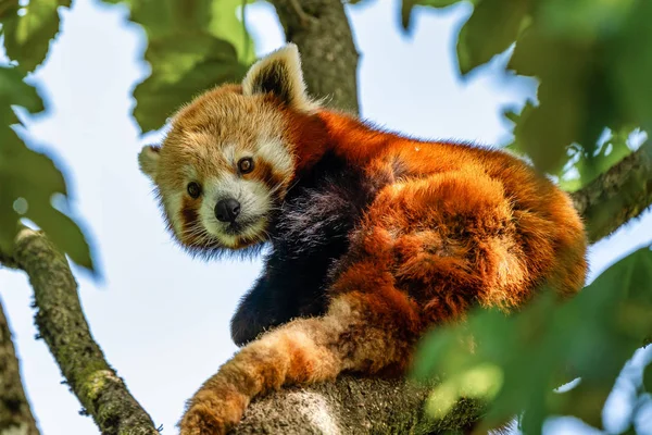 The red panda, Ailurus fulgens, also called the lesser panda.