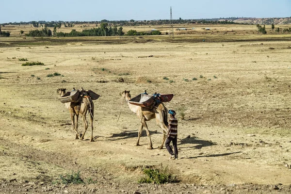 Kamelen in het Simien Mountains National Park in het noorden van Ethiopië — Stockfoto