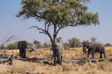Afrika Fili, Loxodonta Africana in Etosha Ulusal Parkı, Namibya
