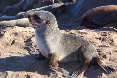 Namibya Cape haç Cape kürk mühürler Büyük koloni