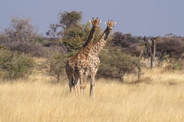 Zürafalar, Etosha Milli Parkı'nda Zürafa camelopardalis, Namibya