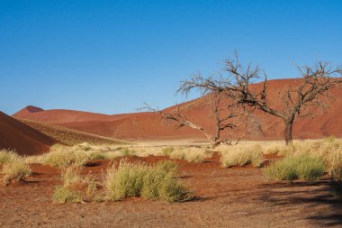 Namibya'daki Sossusvlei'nin tavasındaki kum tepeleri. Afrika.