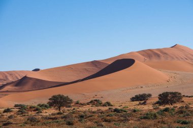 Deadvlei, Sossusvlei'de manzara. Namib-Naukluft Ulusal Parkı, Namibya