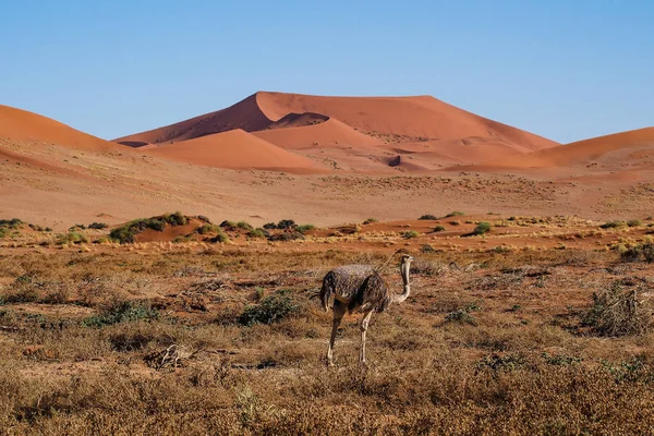 Malerische Aussicht auf deadvlei, sossusvlei. namib-naukluft nationalpark, namibia — Stockfoto