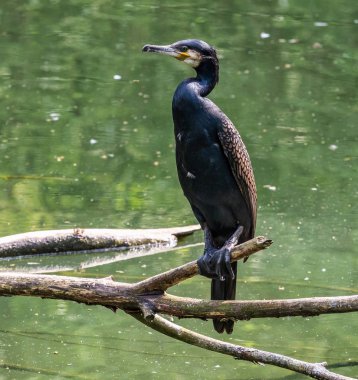 Büyük karabatak, Phalacrocorax karbonhidrat bir dala oturmuş