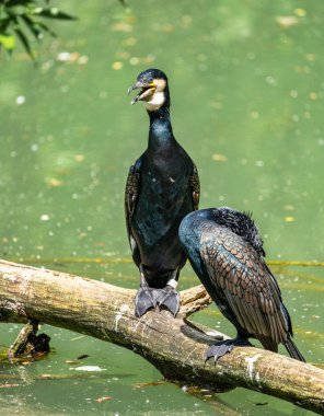 Büyük karabatak, Phalacrocorax karbonhidrat bir dala oturmuş