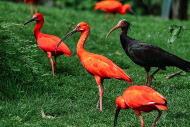 Kızıl aynak Eudocimus ruber. Yaban hayatı hayvan hayvanat bahçesi