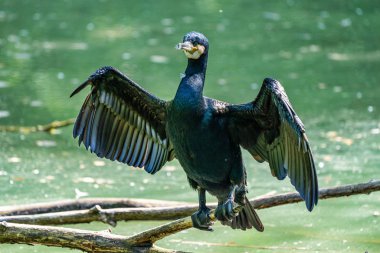 Büyük karabatak, Phalacrocorax karbonhidrat bir dala oturmuş