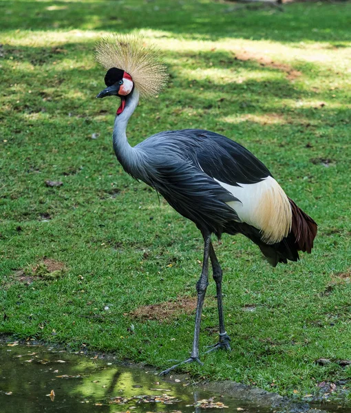 Siyah taç Crane, Balearica pavonina Hayvanat Bahçesi — Stok fotoğraf