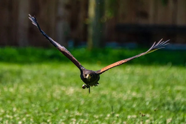 Halcón de Harriss, Parabuteo unicinctus, halcón alado en la bahía o halcón oscuro —  Fotos de Stock
