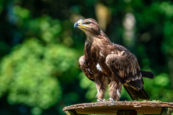 Falco di Harriss, Parabuteo unicinctus, falco alato o falco crepuscolare — Foto Stock