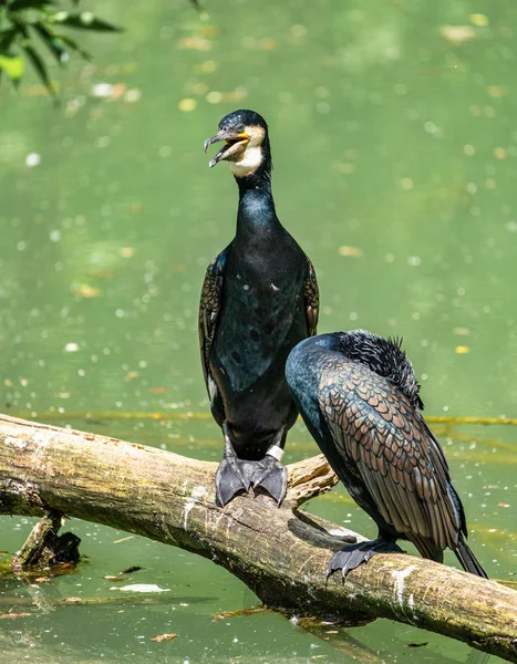 Der Kormoran Phalacrocorax carbo sitzt auf einem Ast — Stockfoto