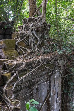 Orman, Kamboçya üzerinden eski Beng Mealea Tapınağı kalıntıları.