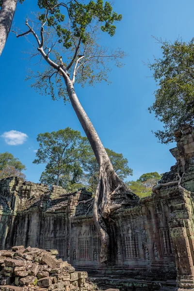 柬埔寨暹粒复杂的吴哥窟的柏山寺 — 图库照片
