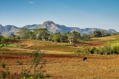 Küba'daki Vinales vadisi önemli bir tütün yetiştirme alanıdır.