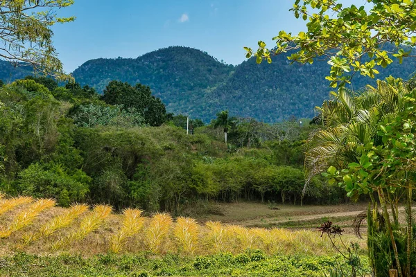 Küba'daki Vinales vadisi önemli bir tütün yetiştirme alanıdır.