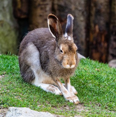 Dağ tavşanı, Lepus timidus, beyaz tavşan olarak da bilinir.