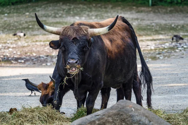 一体牛、ボスのゾウおうし座または動物園でオーロックス — ストック写真