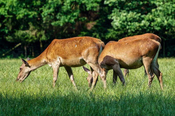 드디어, 독일 자연 공원에 Cervus elaphus — 스톡 사진