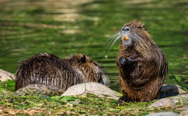 Nehir faresi veya eğitimin olarak da bilinen coypu, Myocastor adatavşanları,
