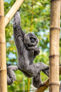 Silvery Gibbon, hayvanat bahçesinde Hylobates Moloch