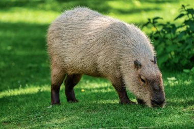 Capybara, Hidrochoerus hidrochaeris taze yeşil çim üzerinde otlatma