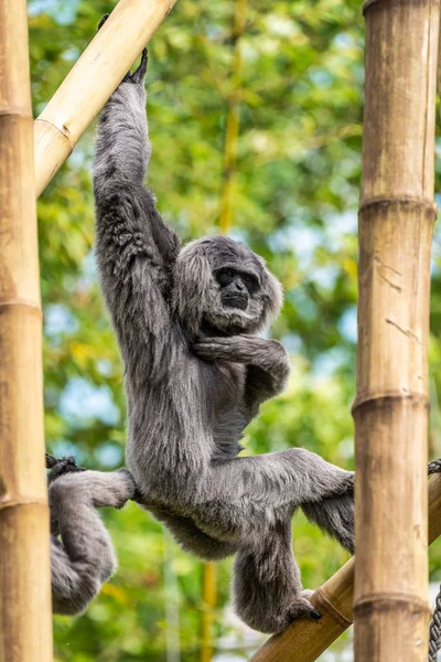 Gibbon argenté, Hylobates moloch dans le zoo — Photo