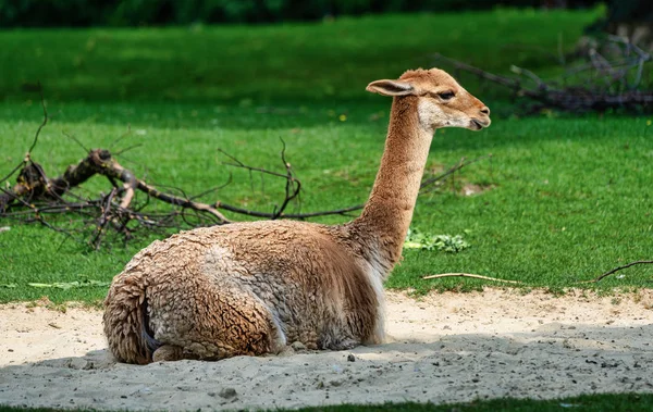 Vicunas, vicugna vicugna, Lama 'nın akrabaları
