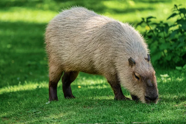 Capybara, Hydrochoerus Hydrochaeri випасується на свіжій зеленій траві — стокове фото