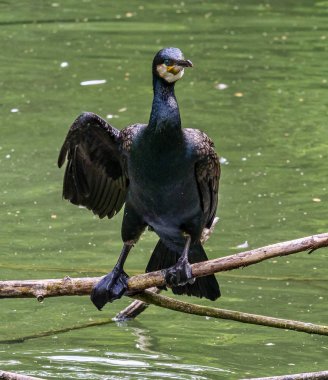 Büyük karabatak, Phalacrocorax karbonhidrat bir dala oturmuş