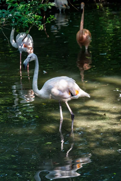 Der Amerikanische Flamingo, phoenicopterus ruber ist eine große Flamingoart — Stockfoto