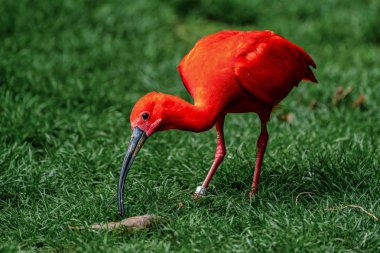 Kızıl aynak Eudocimus ruber. Yaban hayatı hayvan hayvanat bahçesi