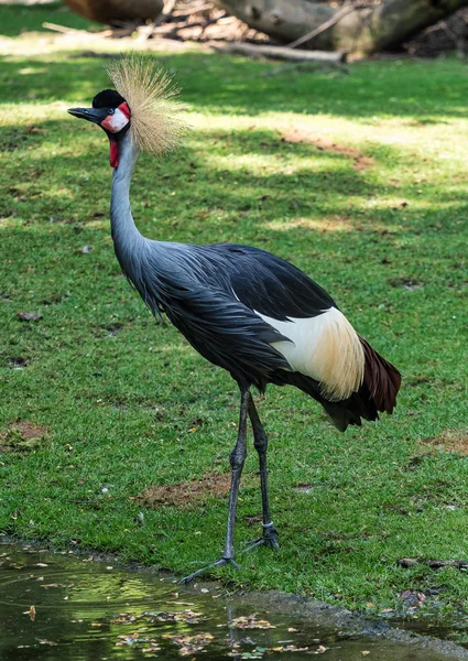 Siyah taç Crane, Balearica pavonina Hayvanat Bahçesi — Stok fotoğraf