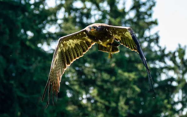 Halcón de Harriss, Parabuteo unicinctus, halcón alado en la bahía o halcón oscuro — Foto de Stock