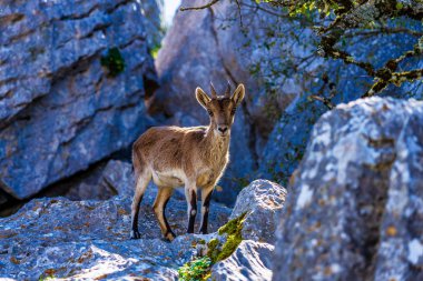 İspanyol Ibex, Torcal de Antequera Ulusal Parkı'ndaki Capra pyrenaica, İspanya