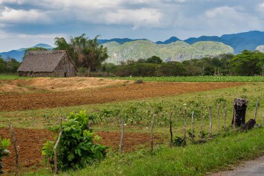 Küba'daki Vinales vadisi önemli bir tütün yetiştirme alanıdır.