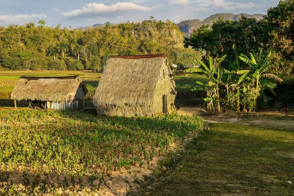 Údolí Vinales na Kubě je hlavní oblastí pěstování tabáku — Stock fotografie