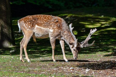 Nadas geyik, dama mesopotamica bir ruminant memelisidir