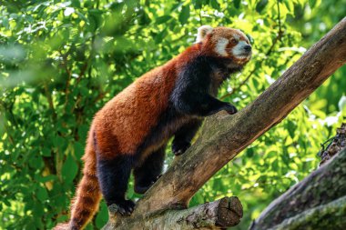 Red panda, Ailurus fulgens, küçük panda olarak da bilinir.