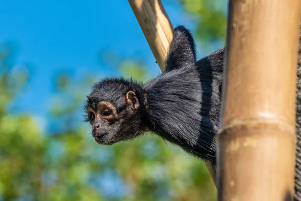 Ateles fusciceps es una especie de mono araña de la familia Atelidae. — Foto de Stock