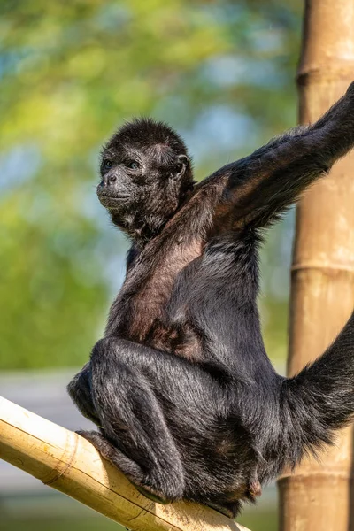 Siyah kafalı örümcek maymun, Ateles fusciceps örümcek maymun türüdür