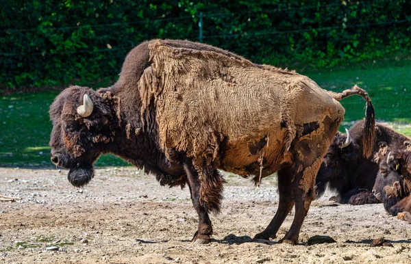 Búfalo americano conocido como bisonte, Bos bisonte en el zoológico — Foto de Stock