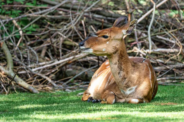 Nyala Antelope - Tragelaphus angasii. Wild life animal. — Stock Photo, Image