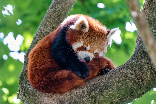 The red panda, Ailurus fulgens, also called the lesser panda.