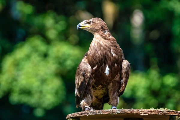 Harriss jestřáb, Parabuteo unicinctus, bay okřídlený jestřáb nebo zahnědlé jestřáb — Stock fotografie