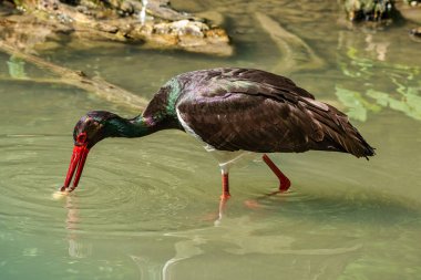 Siyah leylek, Ciconia nigra bir Alman Doğa Parkı