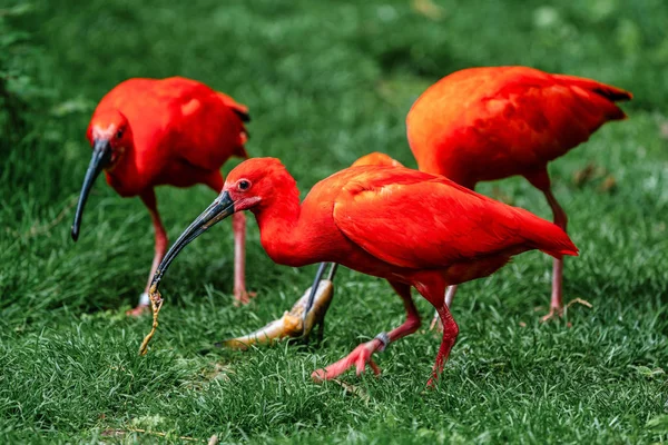 Ibis écarlate, Eudocimus ruber. Animaux sauvages dans le zoo — Photo