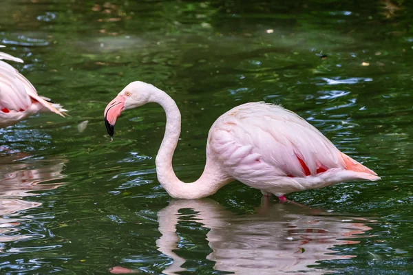 Le flamant rose, Phoenicopterus ruber est une grande espèce de flamant rose. — Photo