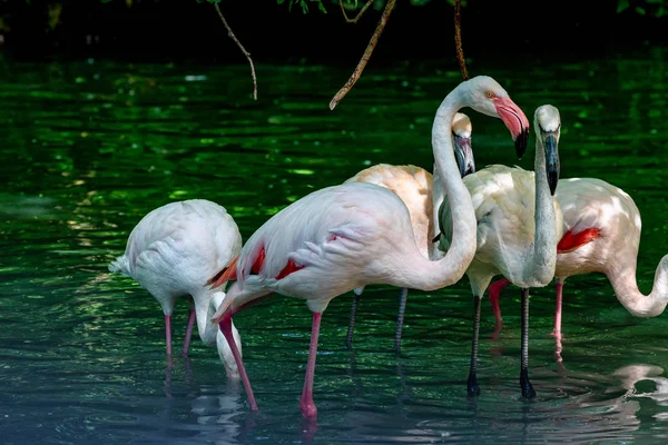 Le flamant rose, Phoenicopterus ruber est une grande espèce de flamant rose. — Photo